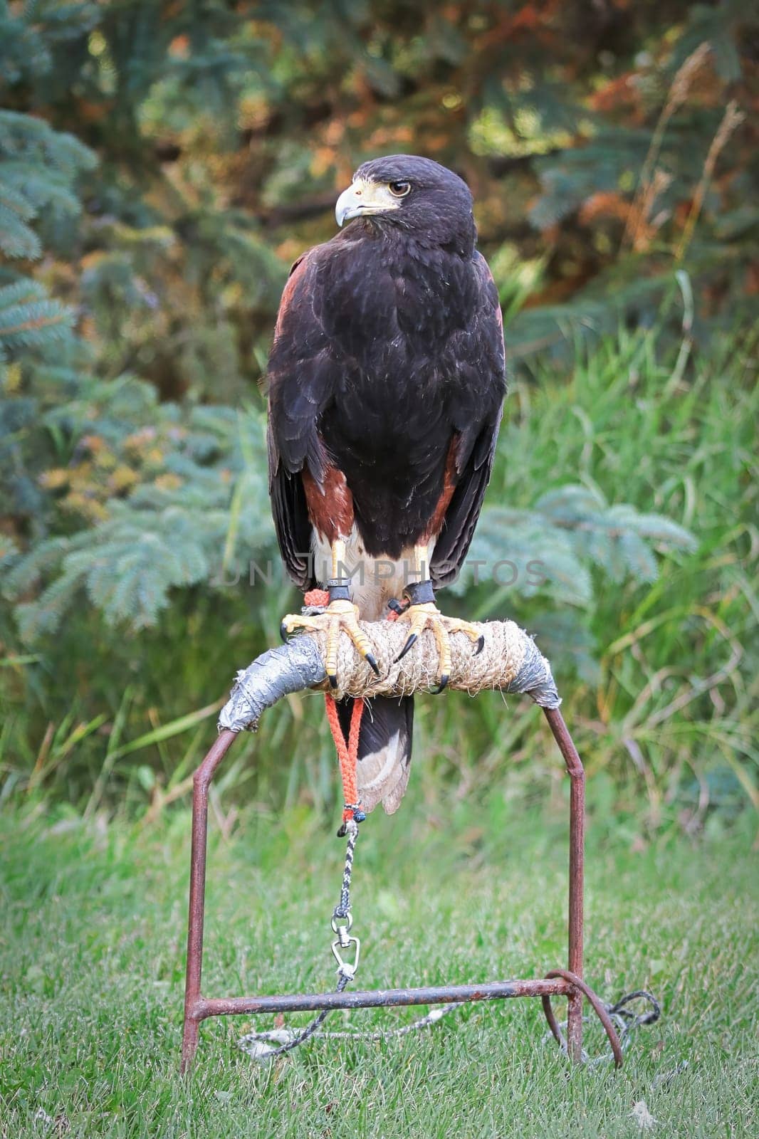 A Harris's Hawk sitting on a perch.