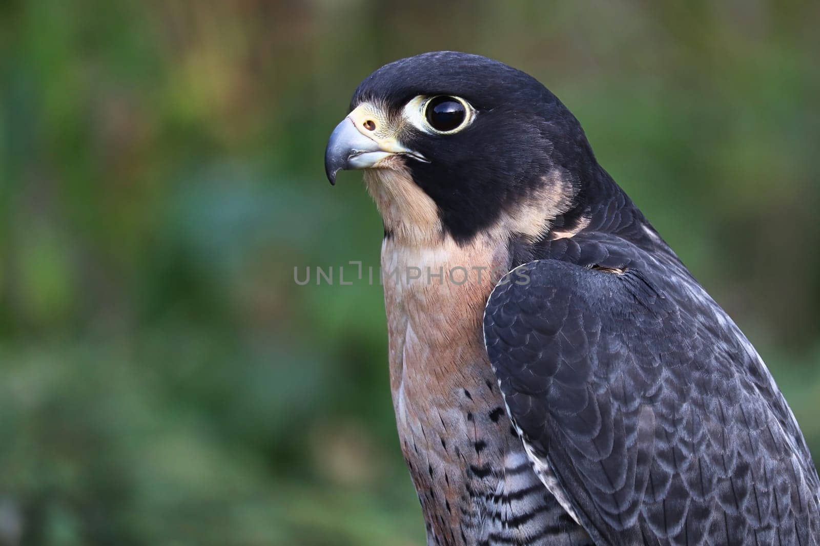 Side protrait of a Peregraine Falcons head.