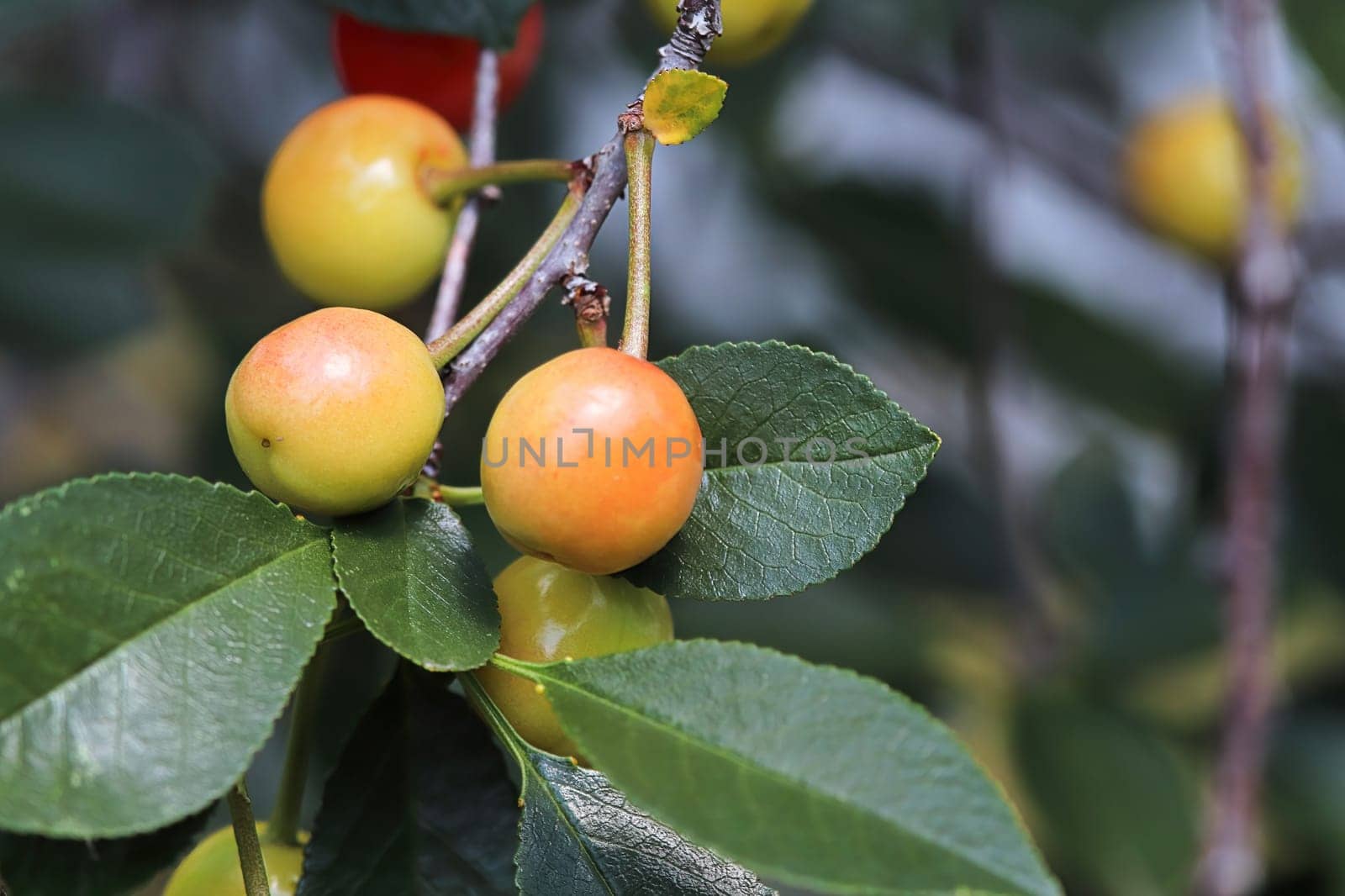 Unripe Evans sour cherries hanging from a branch.