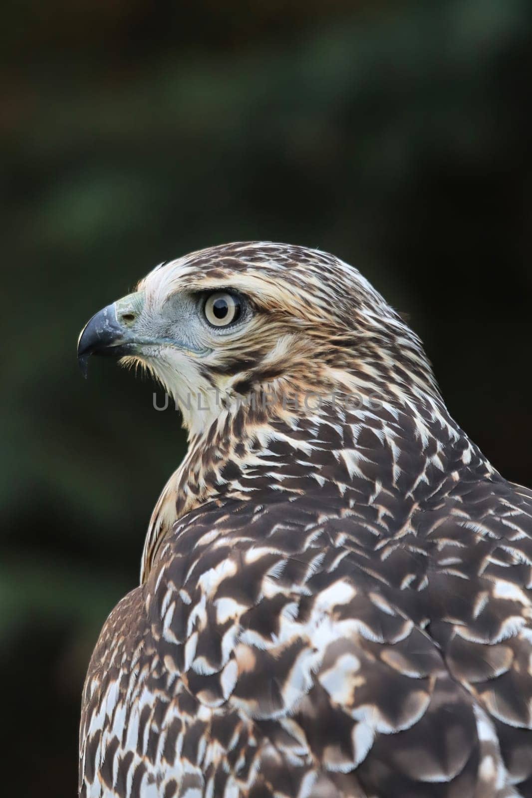 Vertical side head portrait of a Red Tail Hawk.