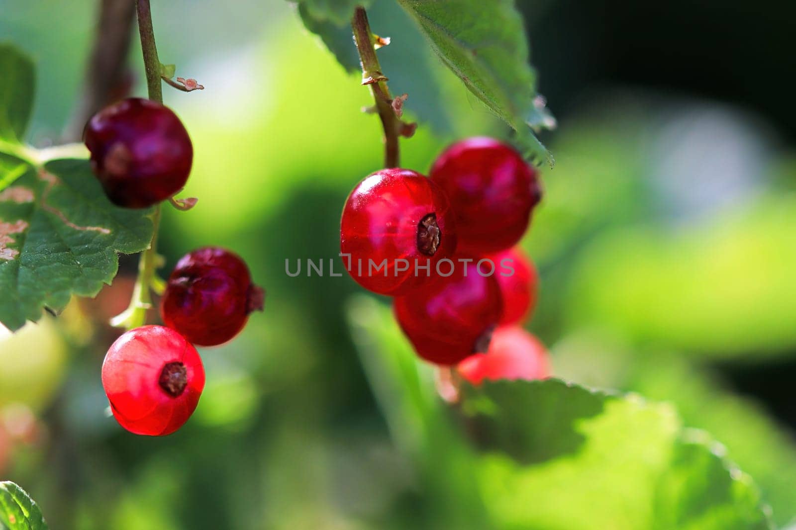 Side view of red currants on a shrub.