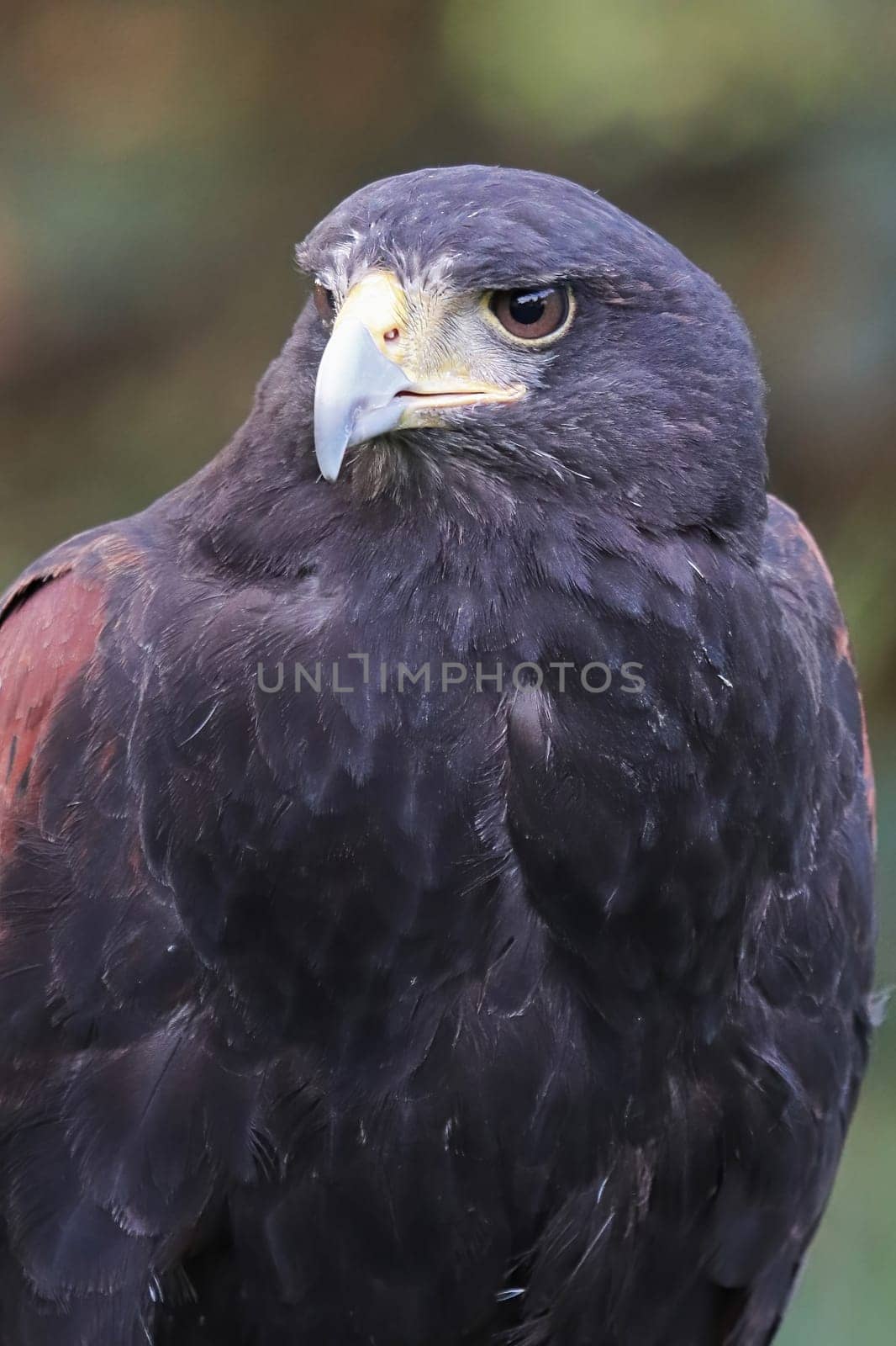 Portrait of the head of a Harris's Hawk.