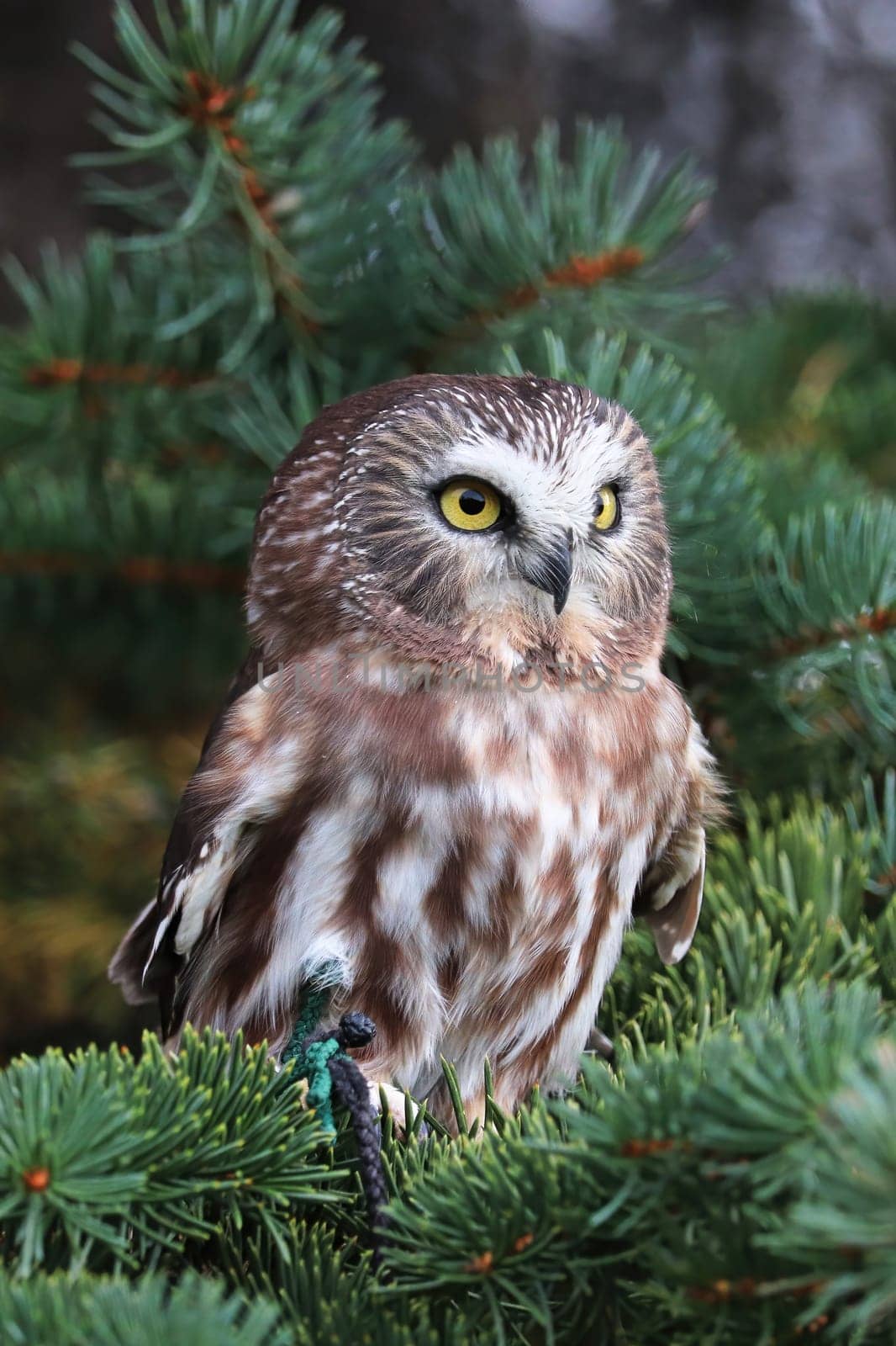 Vertical portrait of a Northern SawWhet Owl.