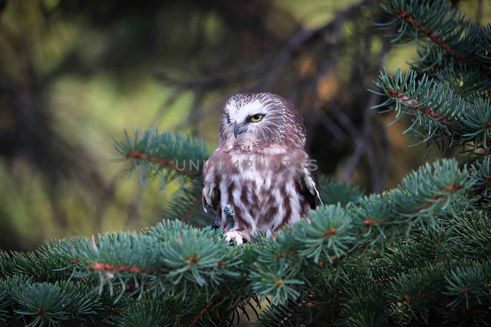 A Norther Saw Whet Owl in a spruce tree.