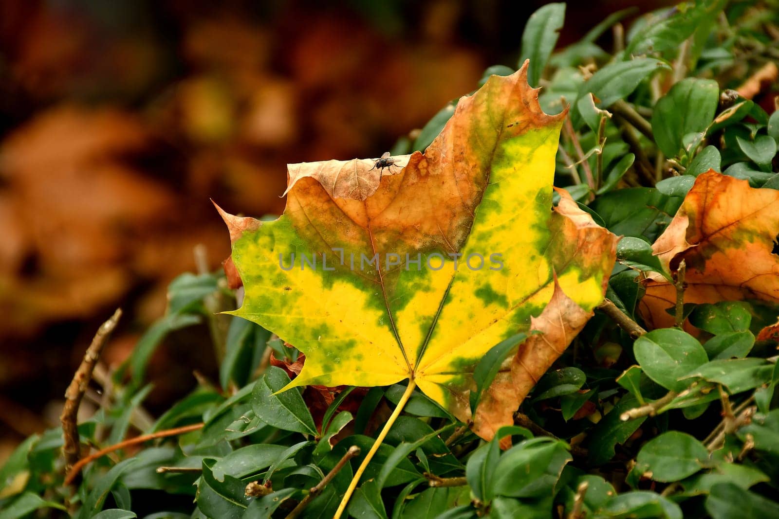 autumnal colored maple leaf in backlit on a green bush