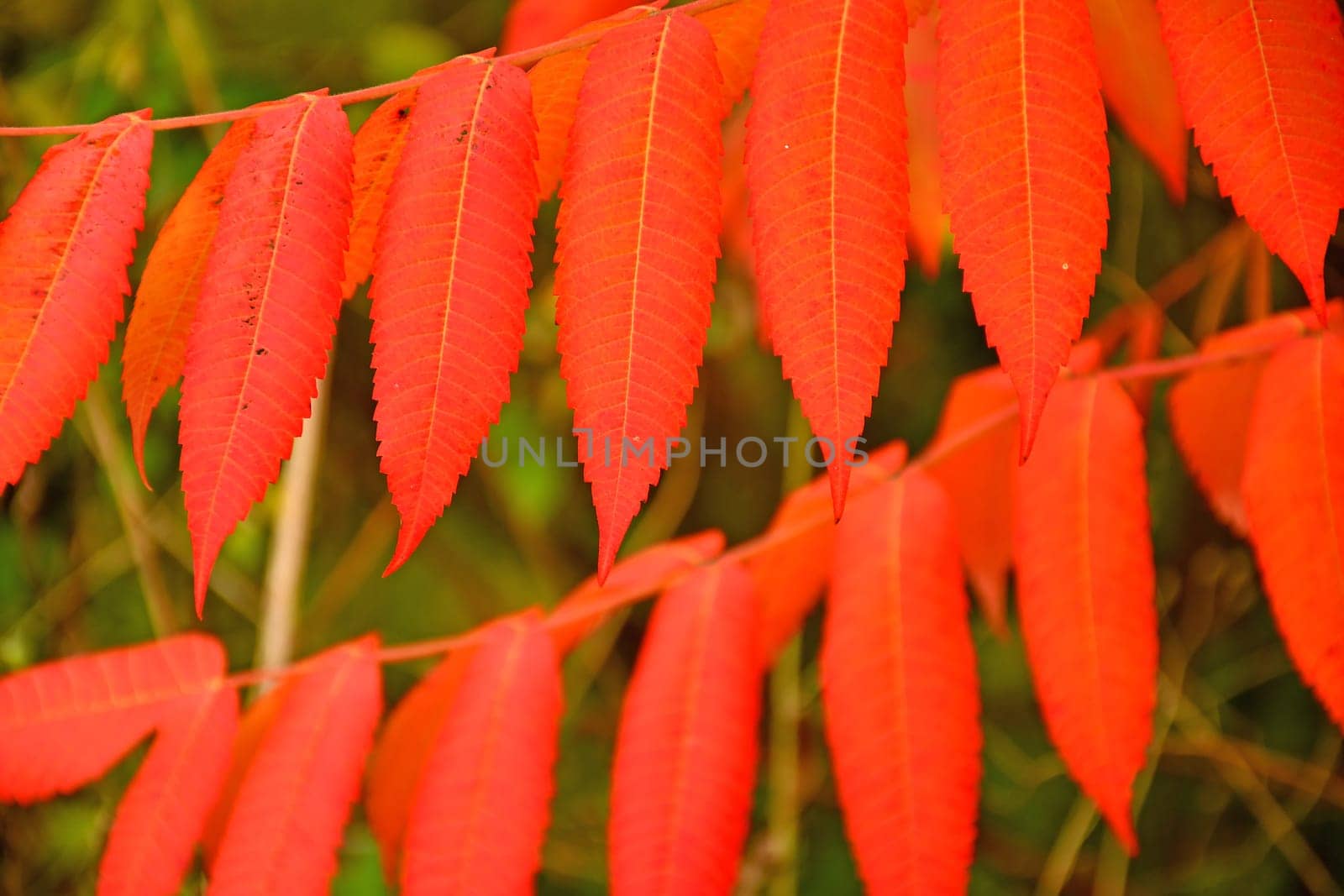autumnal colored rowan leaves in soft sunlight