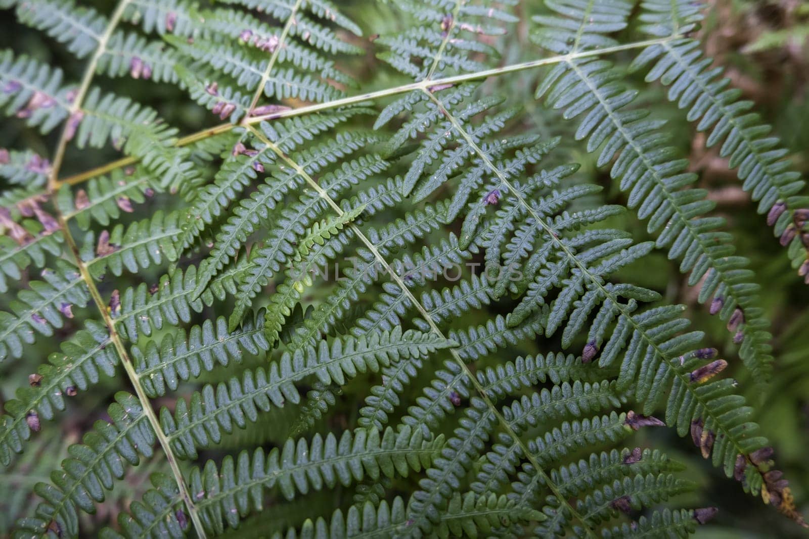 Detail of fresh green plants in an old forest, nature