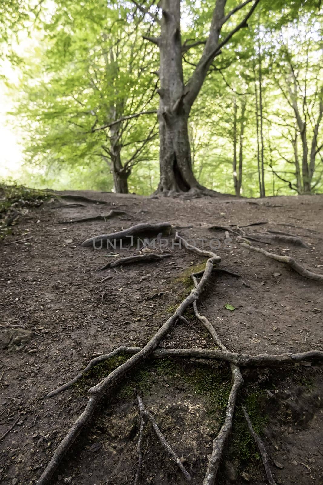 Millennial tree detail in a spooky forest in nature