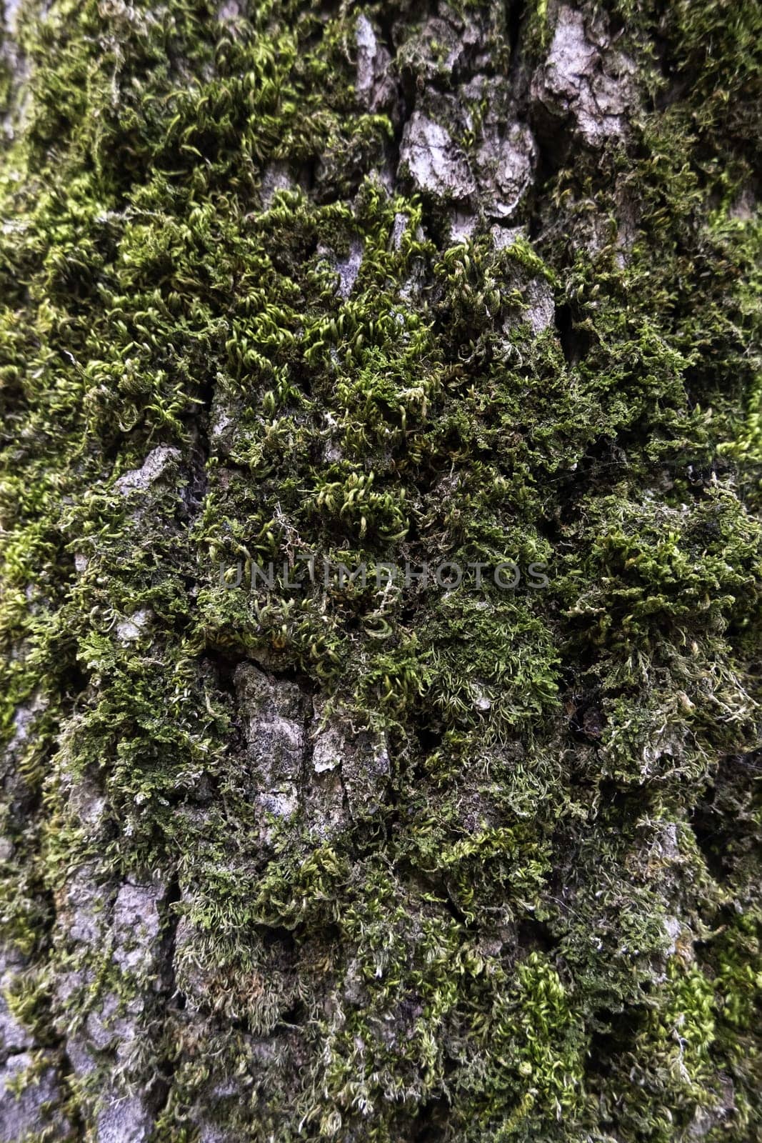 Detail of old tree bark in a wet forest