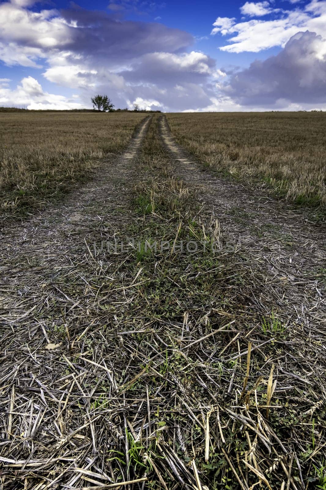 Detail of wheel signals in a dry wheat field, nature
