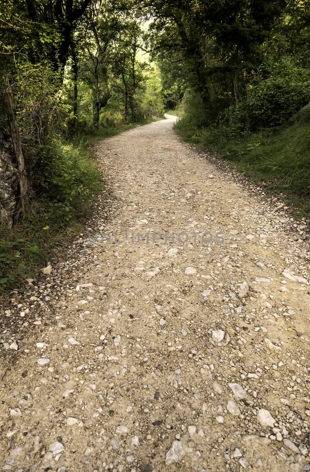 Path detail in a forest in nature