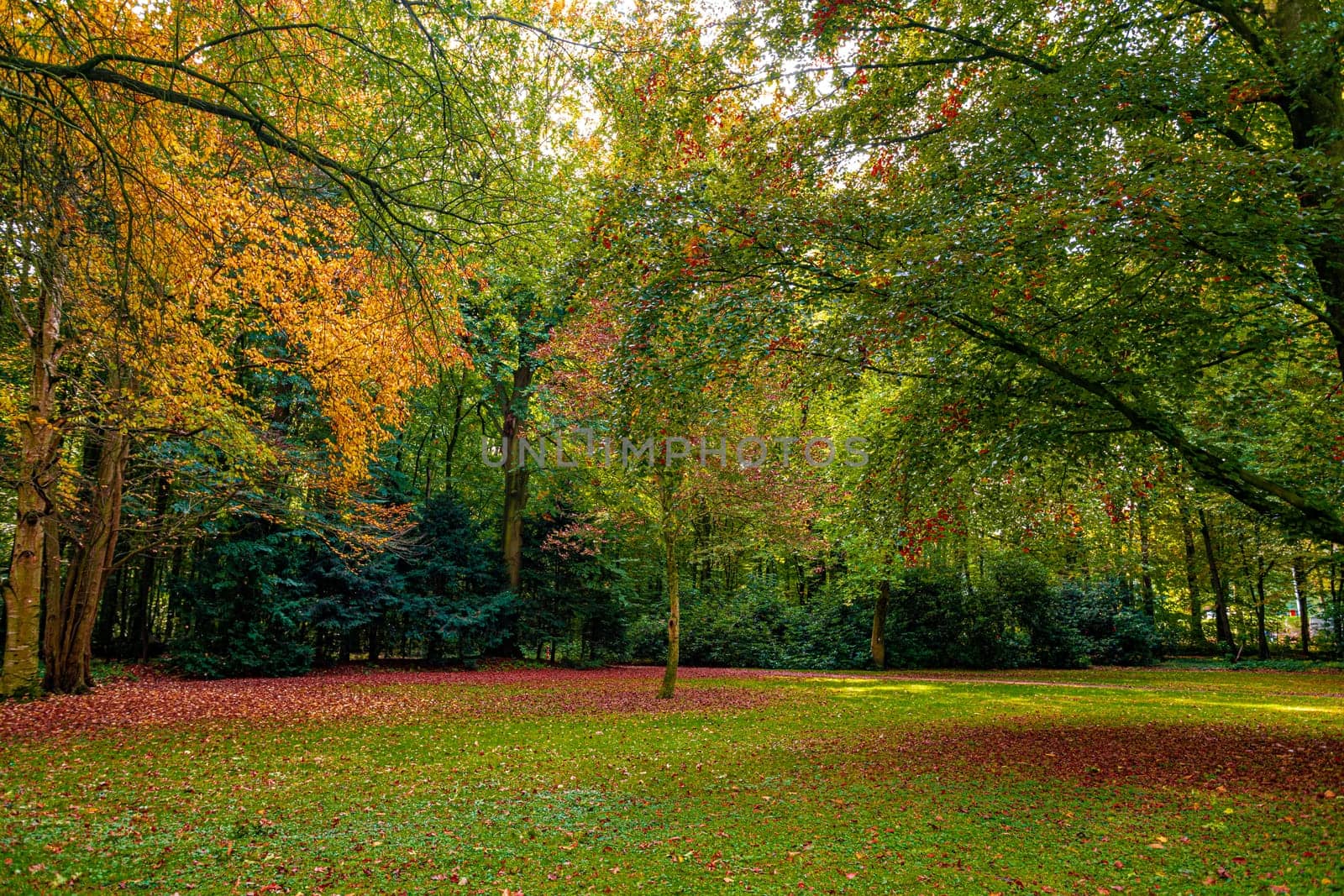 Autumn, fall landscape. Tree with colorful leaves