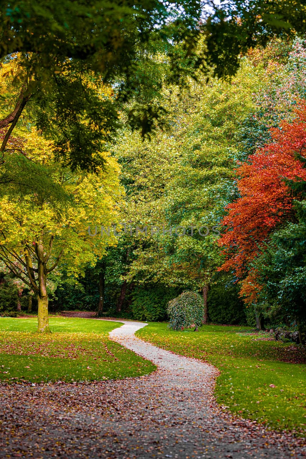 Autumn, fall landscape. Tree with colorful leaves