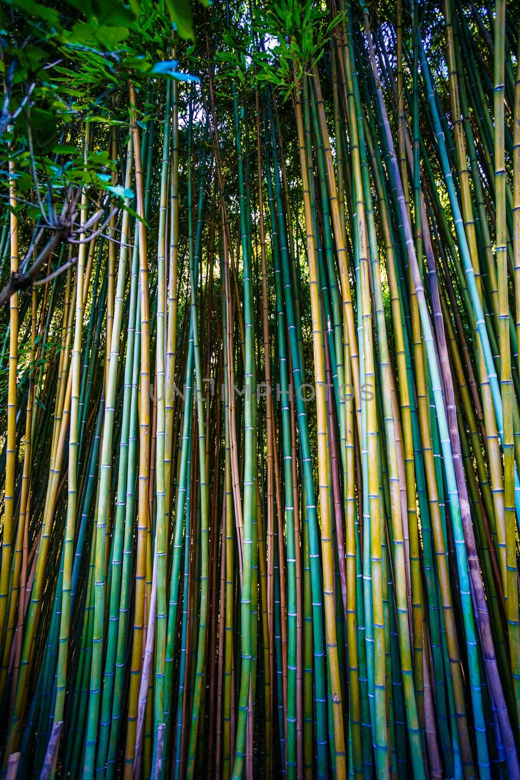 Asian Bamboo forest,natural background