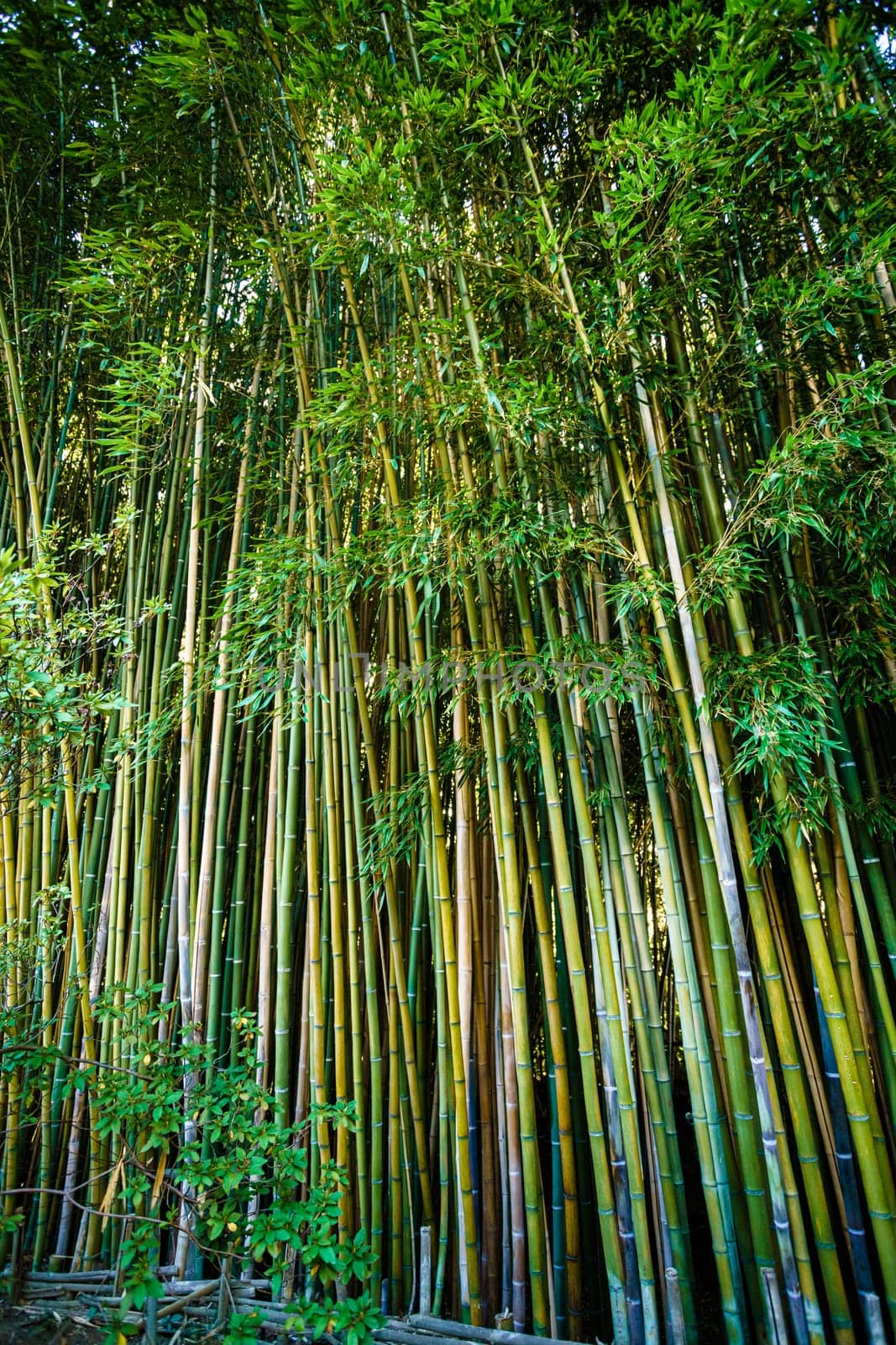 Asian Bamboo forest,natural background