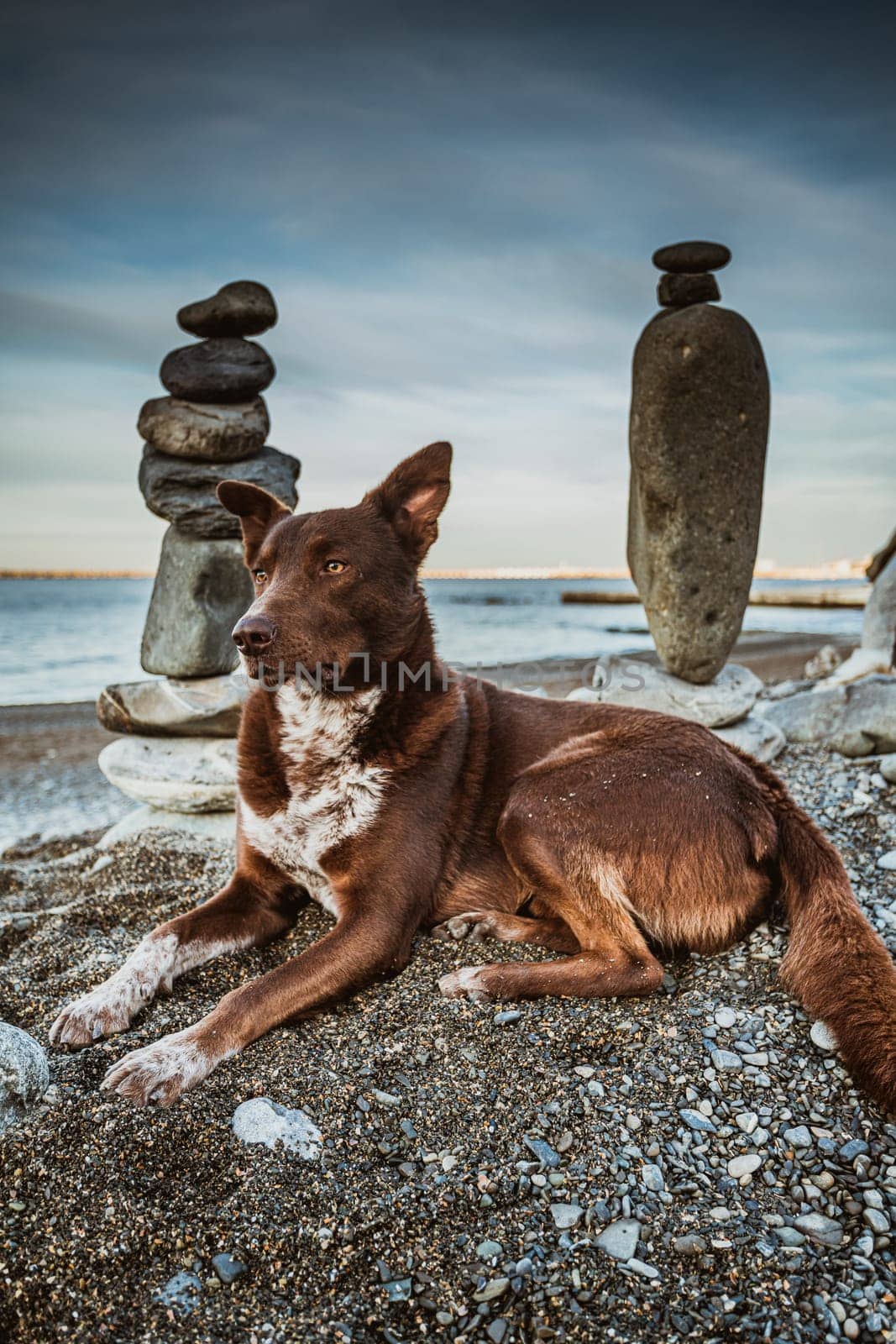 Dog meditates with  stones. dog and rocks zen on the beach