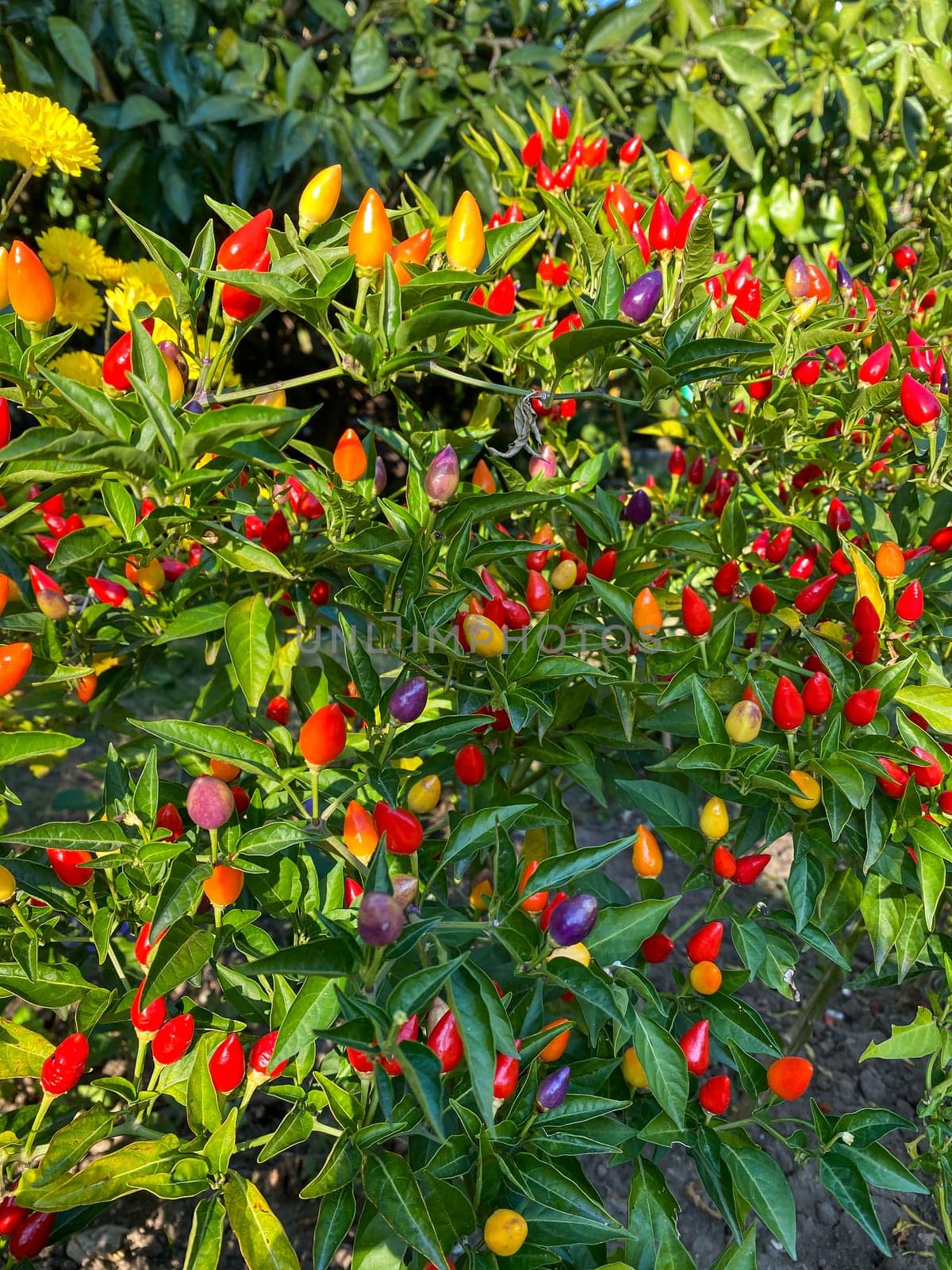 Chilli peppers on tree in the garden