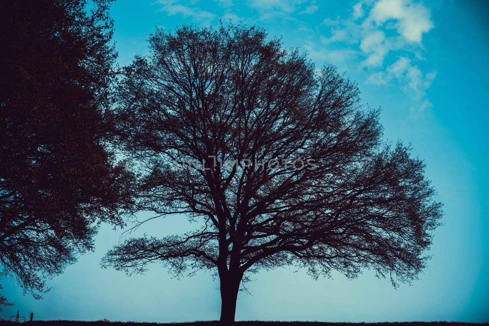 Green tree and green grass on slope with white clouds and blue sky.