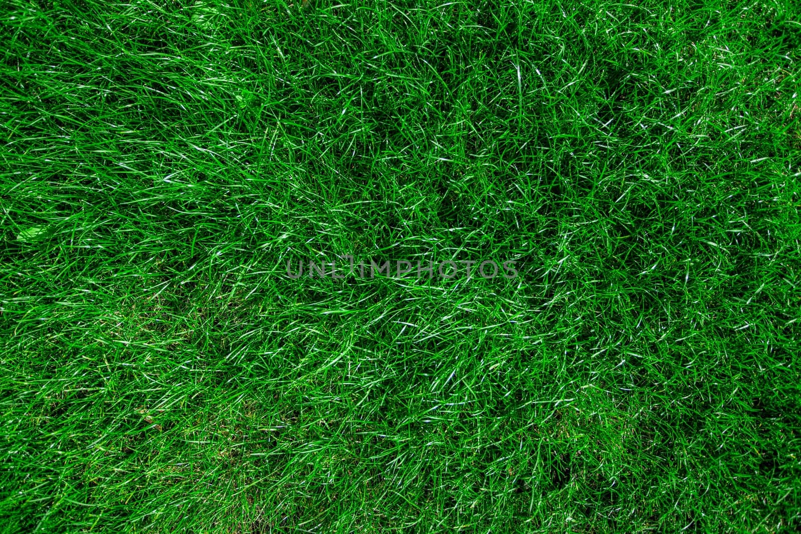 Green grass realistic textured background