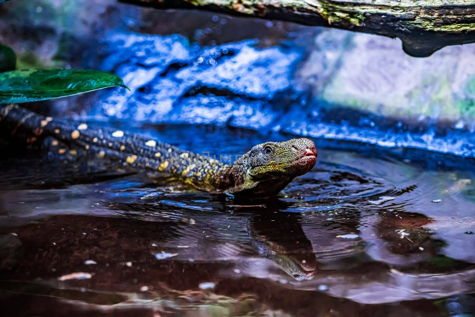 Komodo dragon in the beautiful nature habitat. Monitor lizard