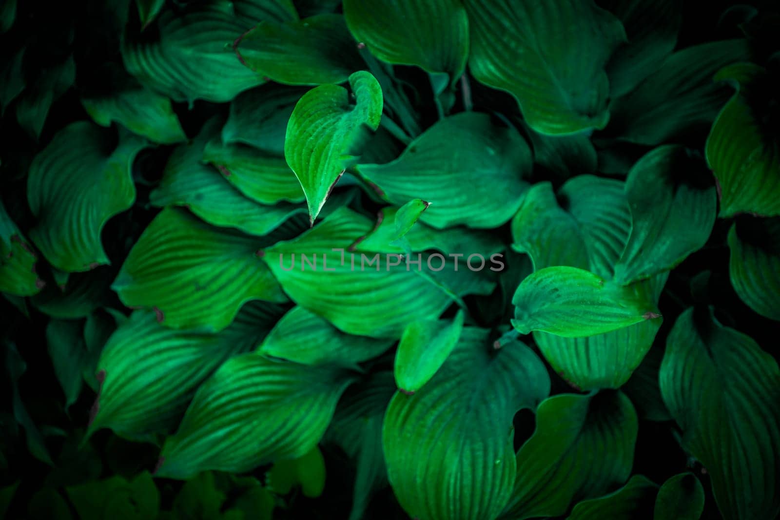 Nature View Of Green Leaf Background, Dark Wallpaper Concept.