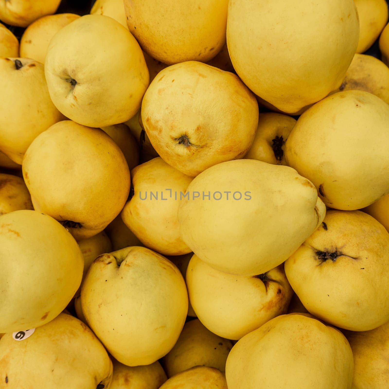 Harvest ripe quinces collected in boxes