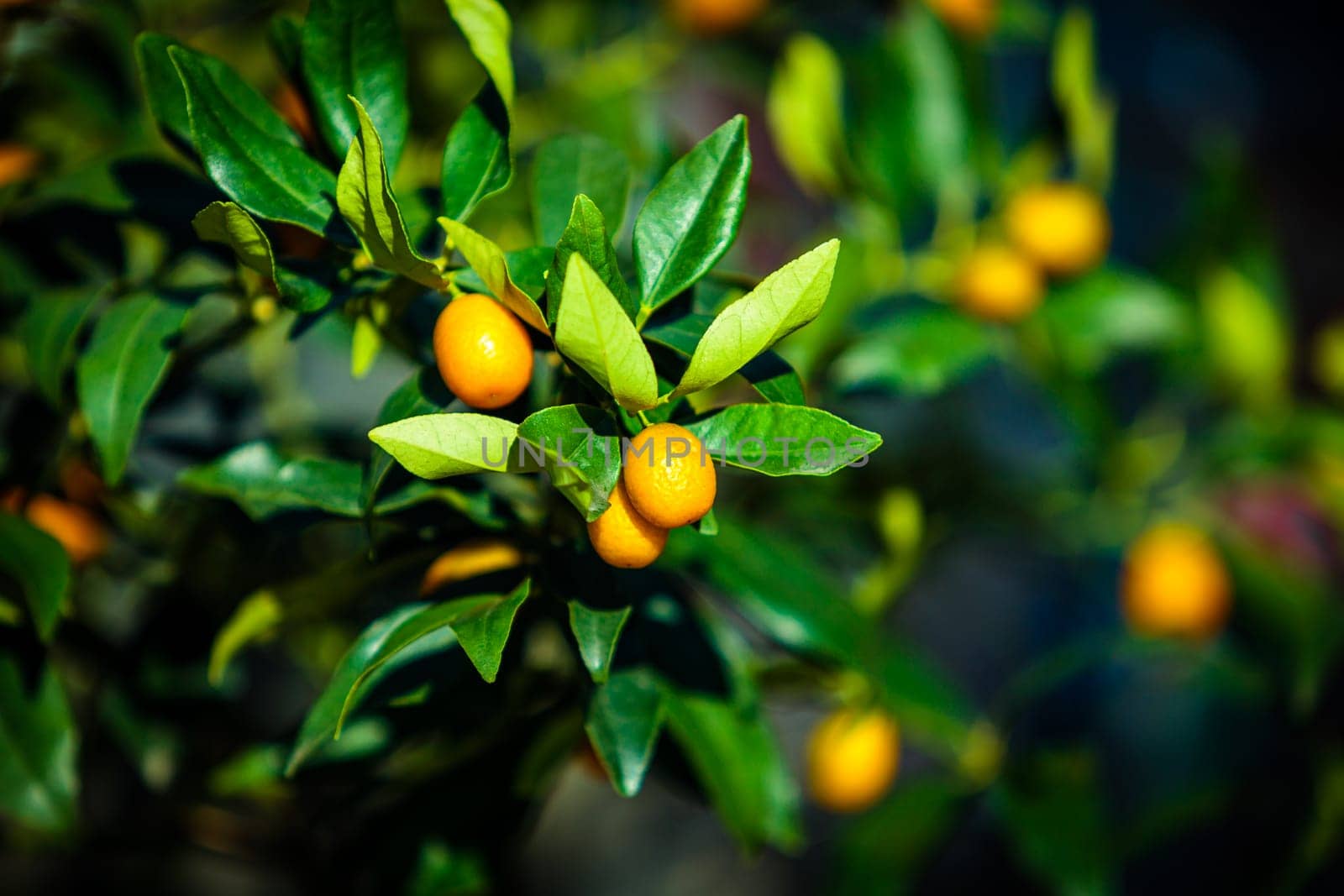 Small tangerine tree. Fortunella margarita Kumquats