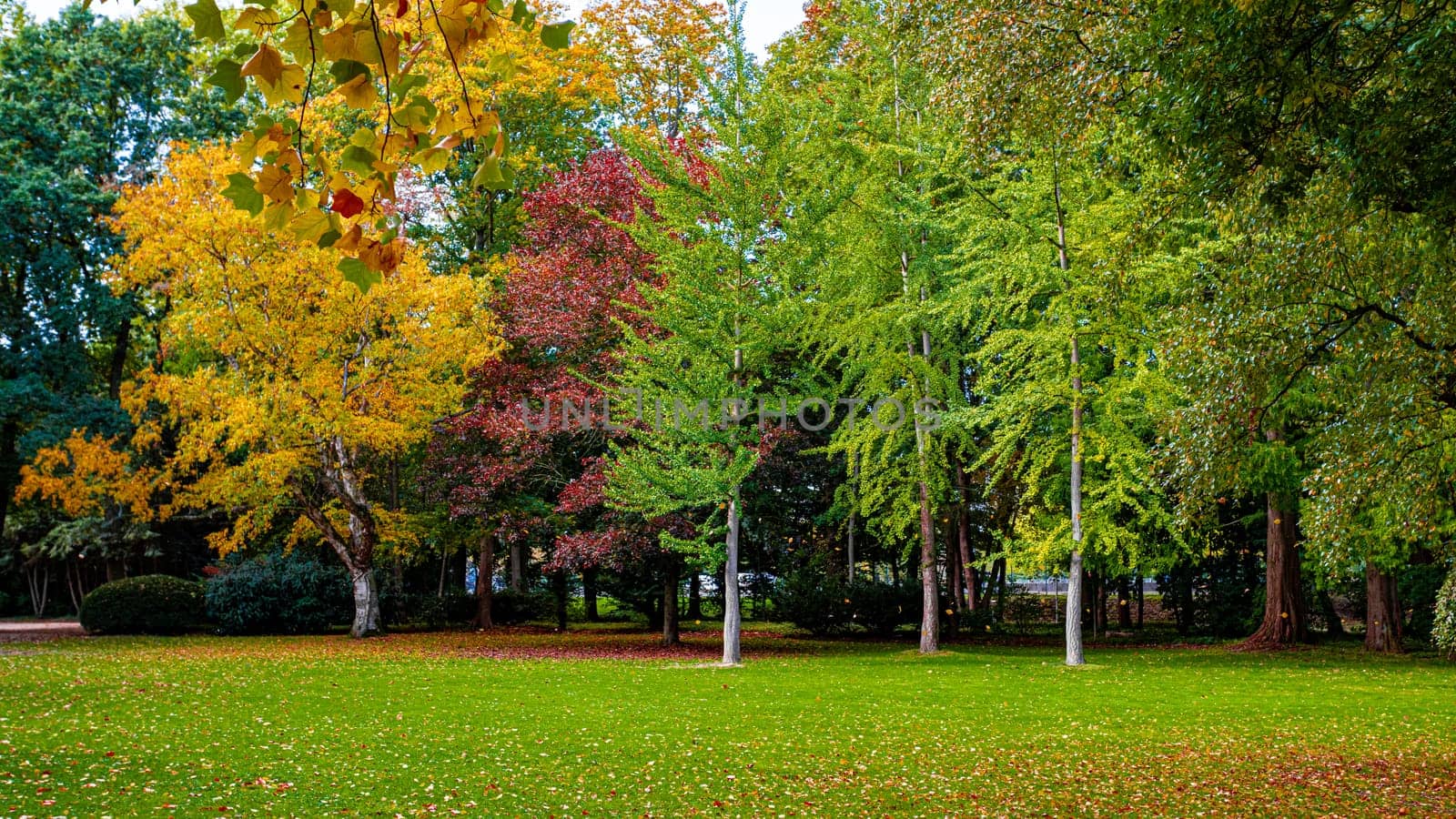 Autumn In The Forest.  maple autumn trees