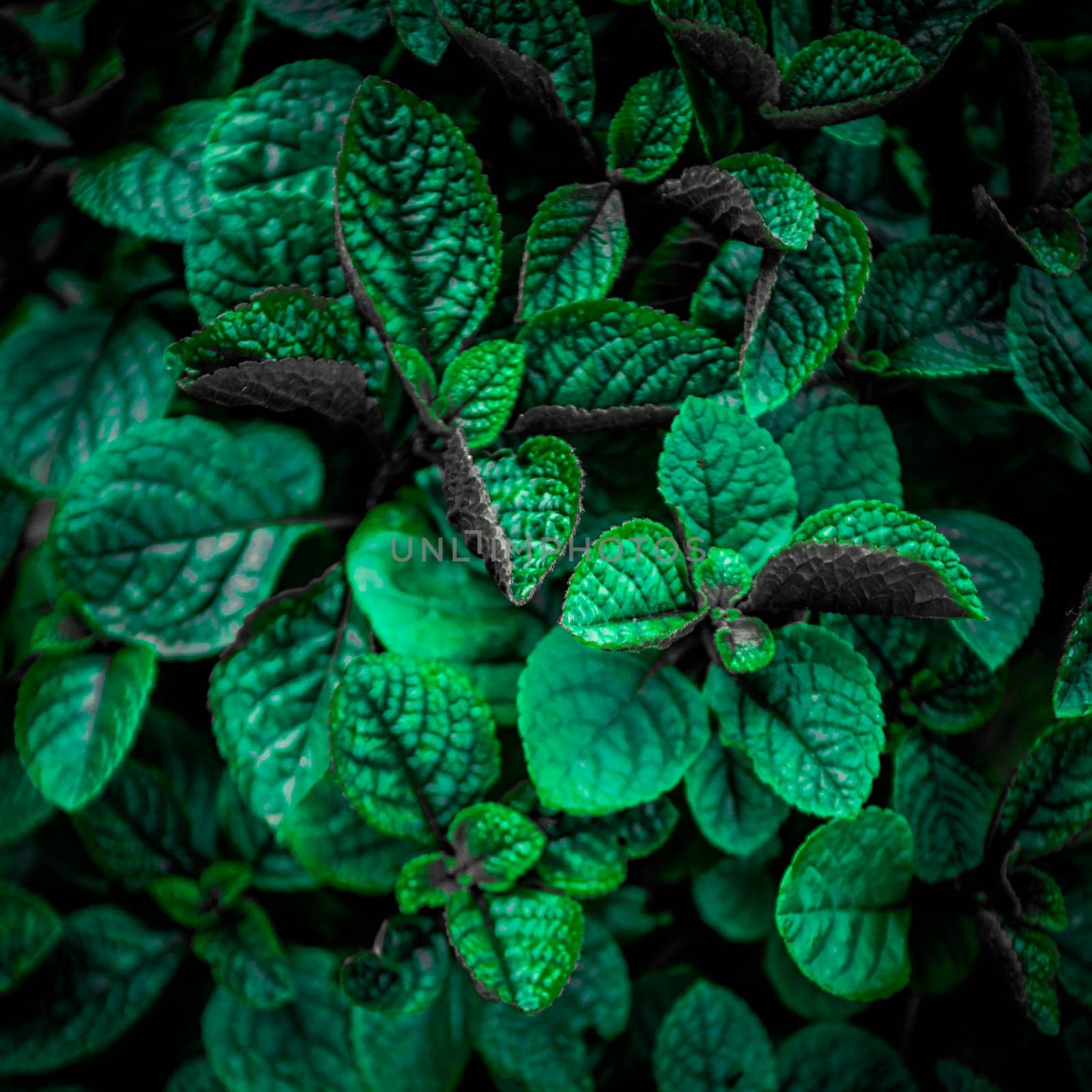 Tropical leaves, abstract green leaves texture, nature background