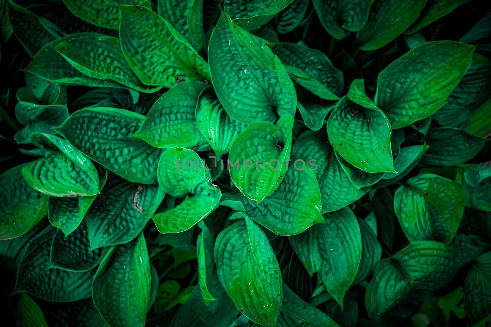 Tropical leaves, abstract green leaves texture, nature background