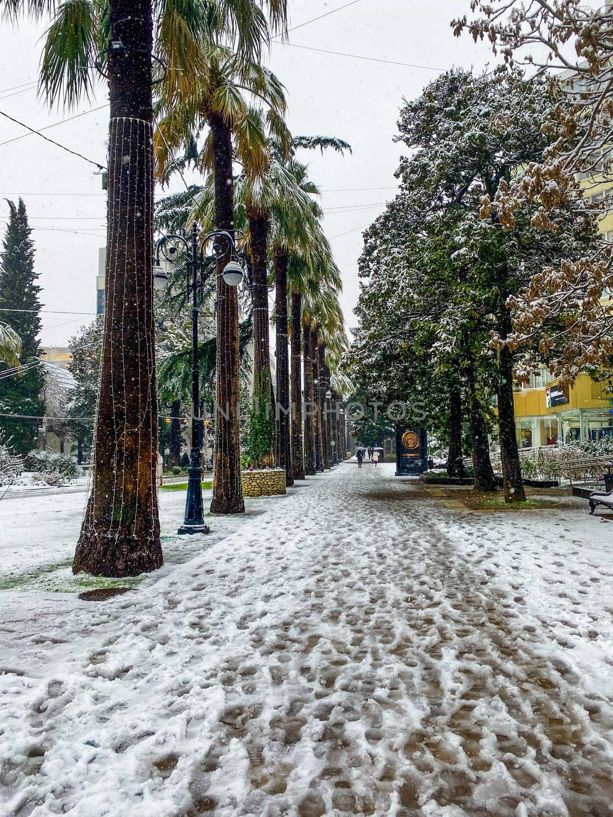 City streets in the winter. Palm trees in snow. Russia, Sochi.