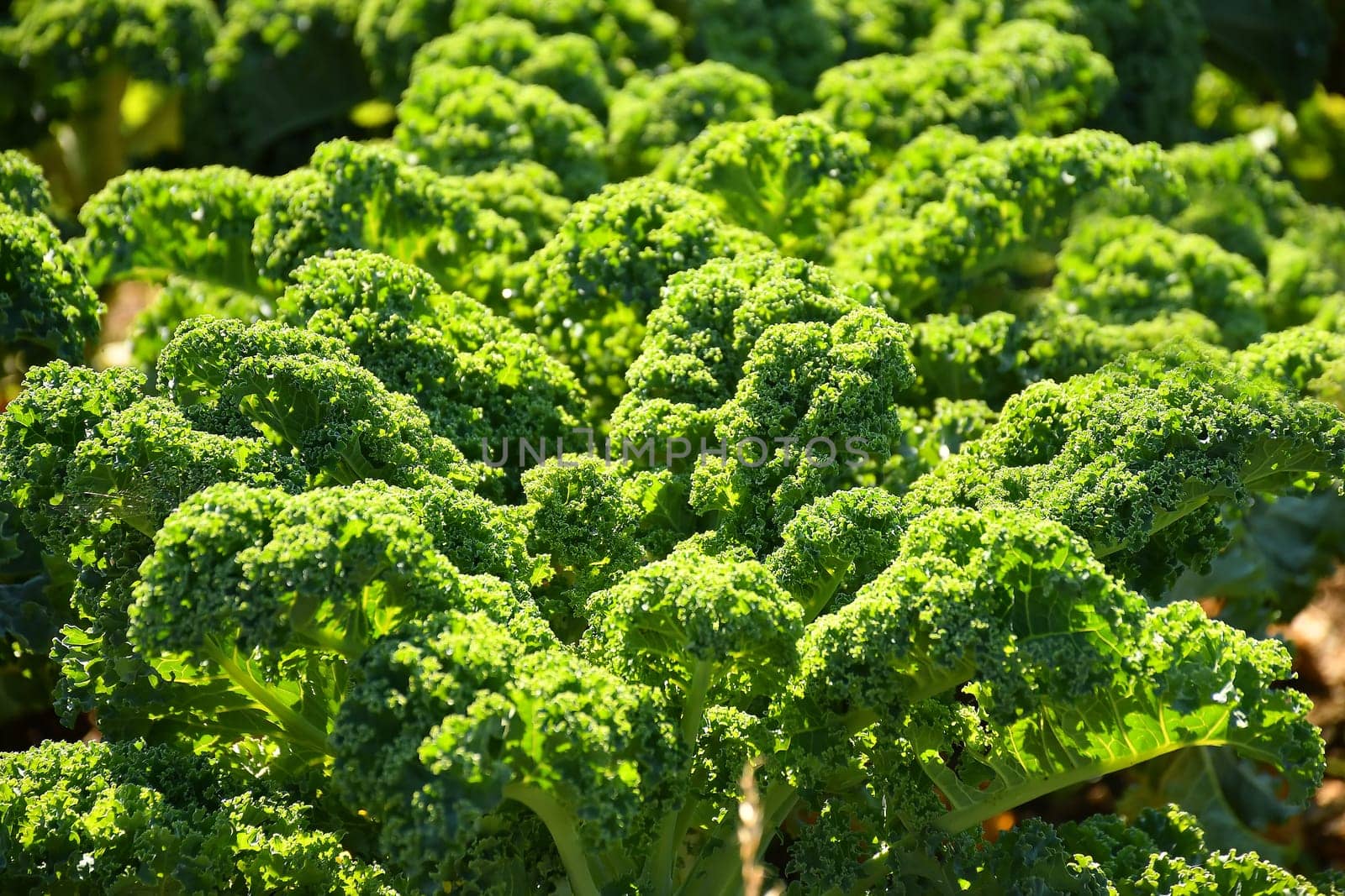 green kale in cultivation in autumn