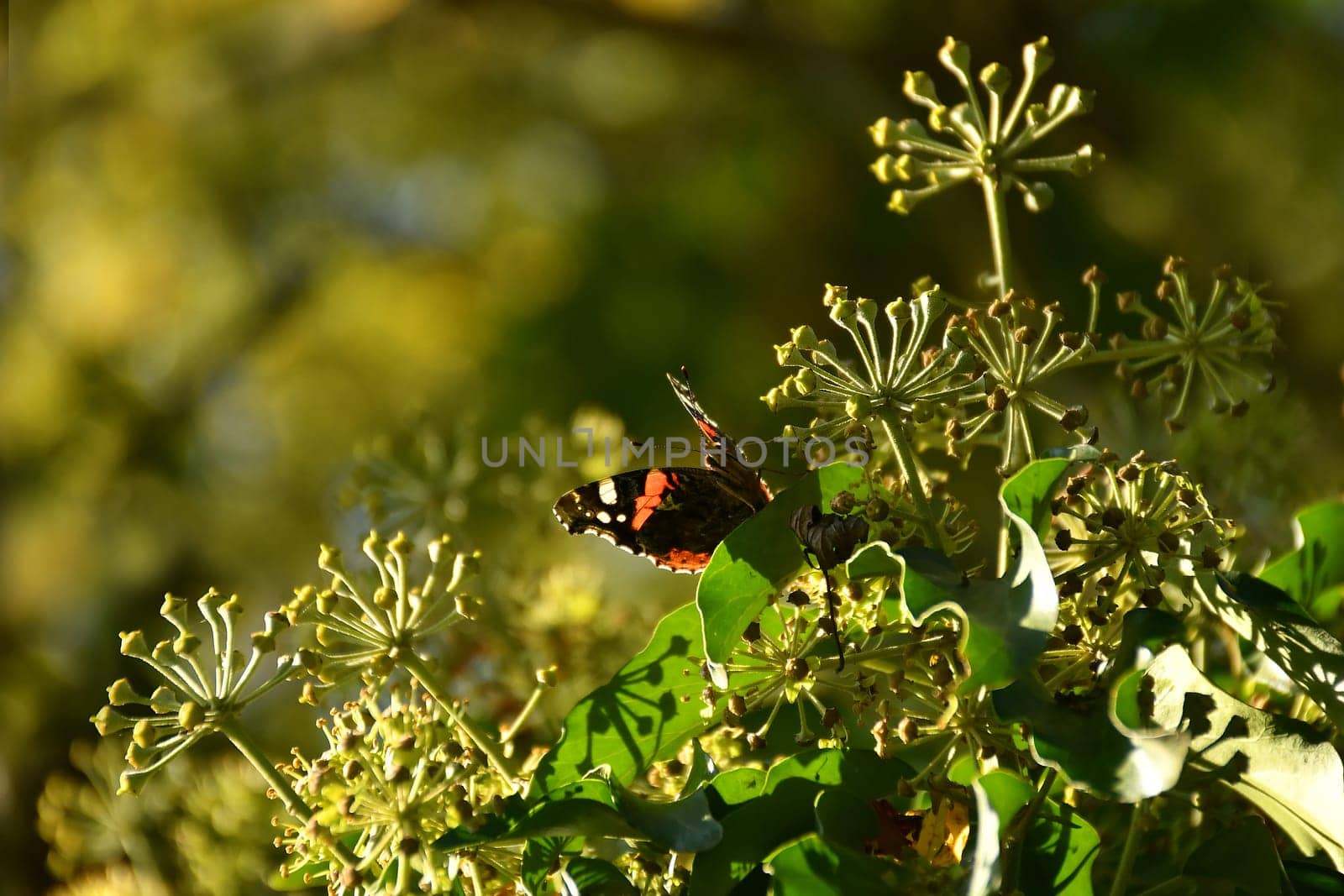 Red admiral, German butterfly on ivy flower