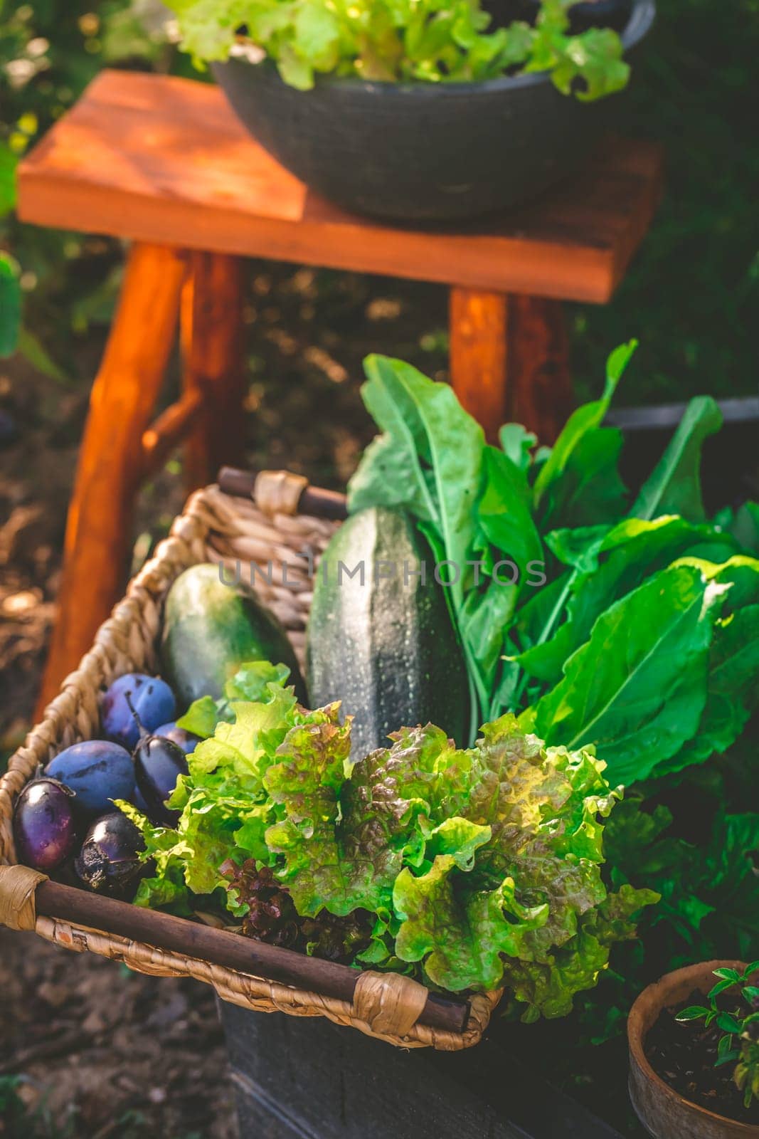Urban gardening - harvesting vegetables from raised bed and potted plants