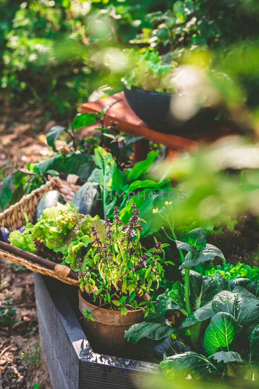 Urban gardening - harvesting vegetables from raised bed and potted plants