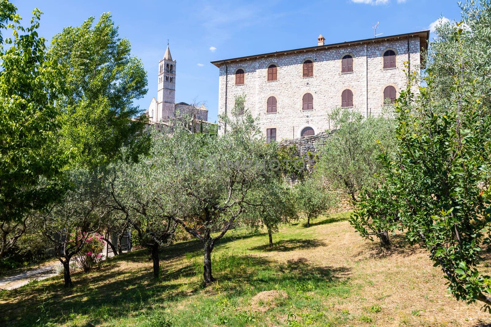 Olive trees in Assisi village in Umbria region, Italy. The town is famous for the most important Italian St. Francis Basilica (Basilica di San Francesco)