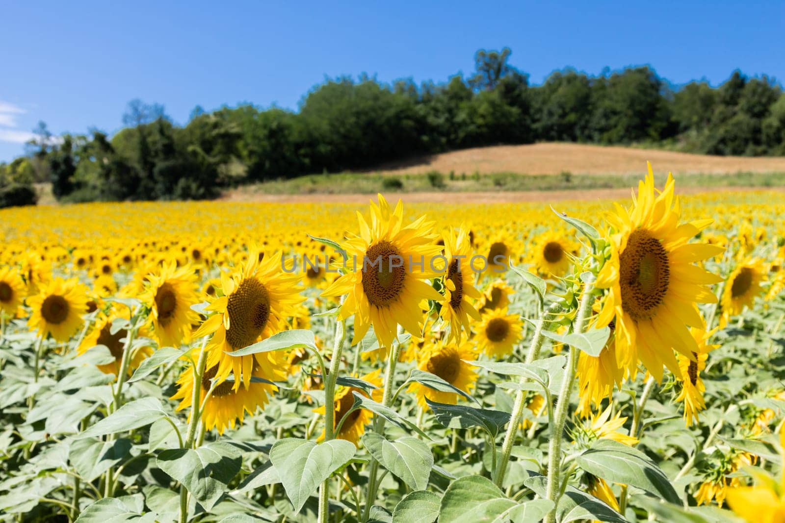 Sunflowers field in Italy. Scenic countryside in Tuscany with deep blue sky.