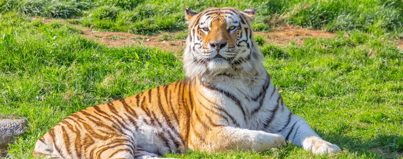 Angry tiger in a wildlife zoo - one of the biggest carnivore in nature.