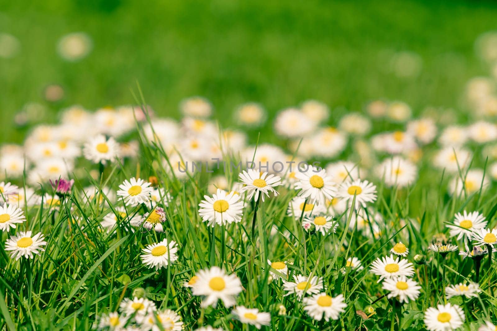 Beautiful blooming marguerite on a green meadow at sunrise. Daisies in green grass