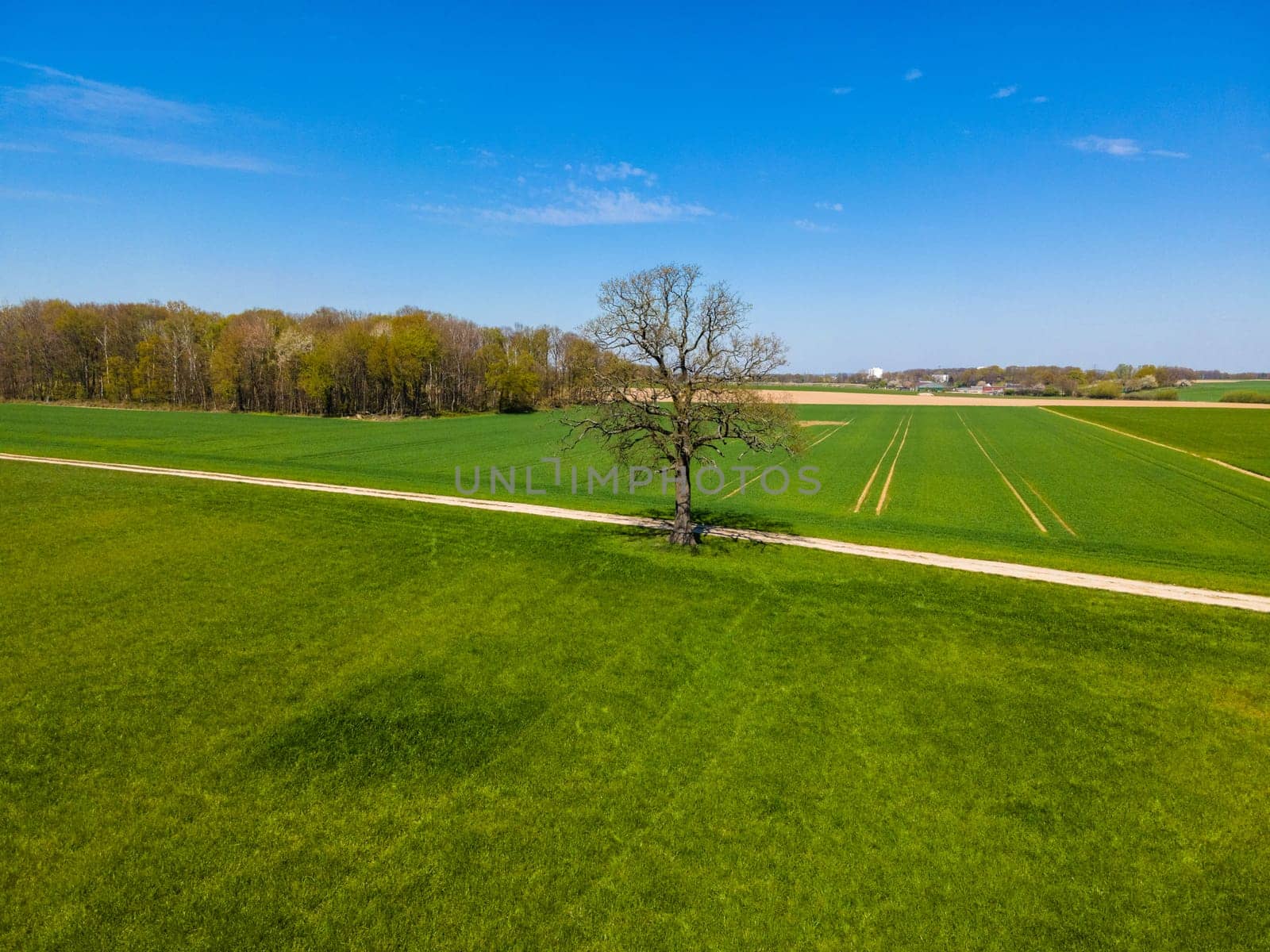 Field, Tree And Blue Sky