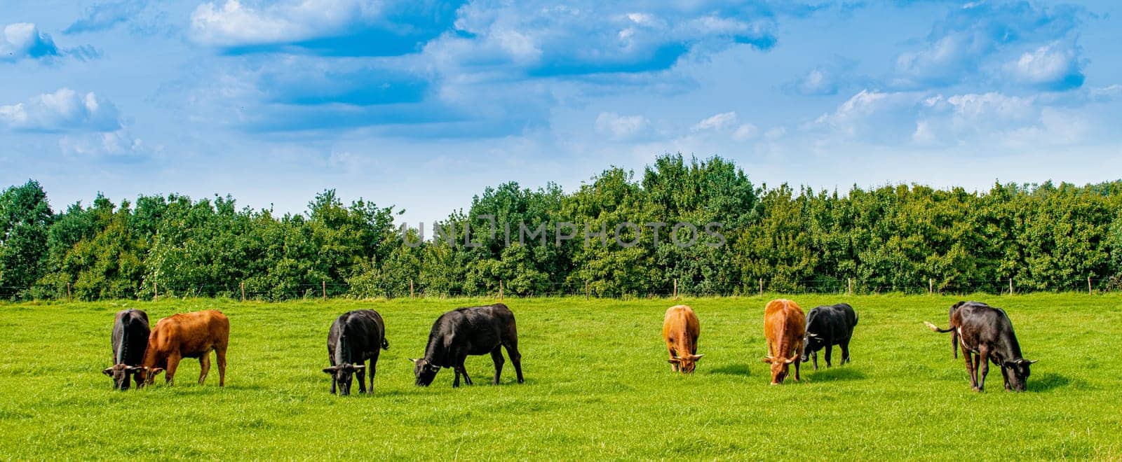Cows On On Farmland. Herd of cows at summer green field