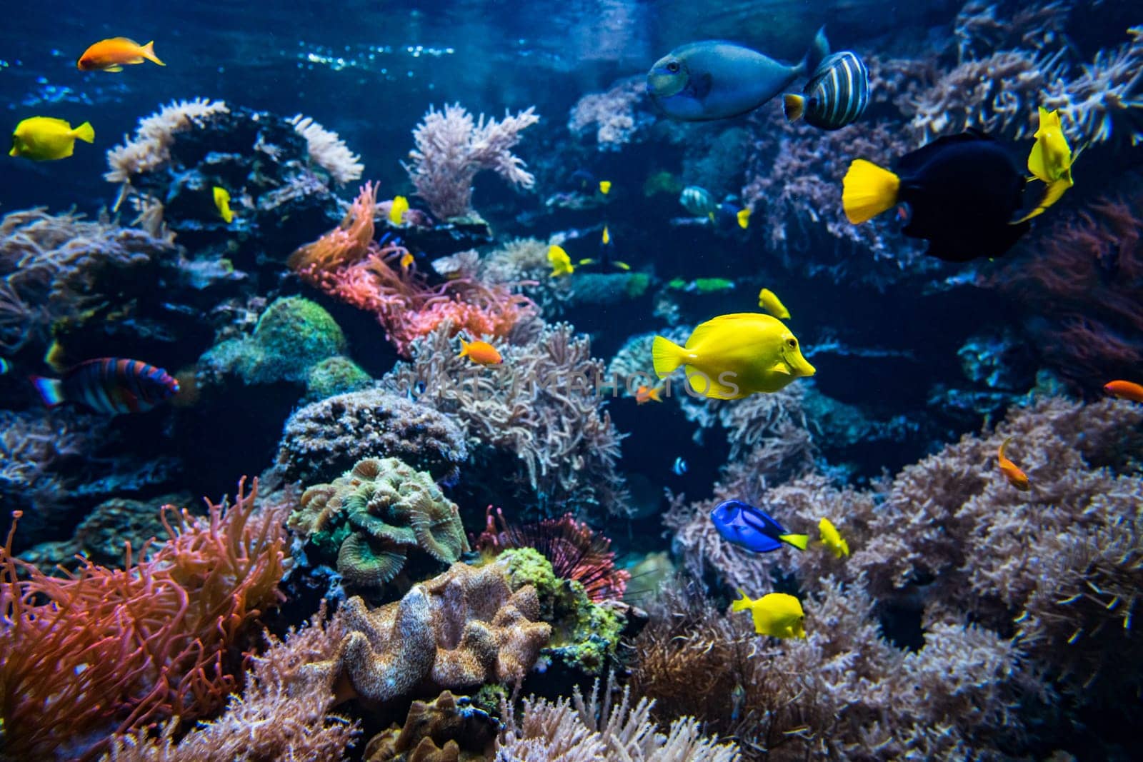 Coral colony and coral fish.  Underwater view