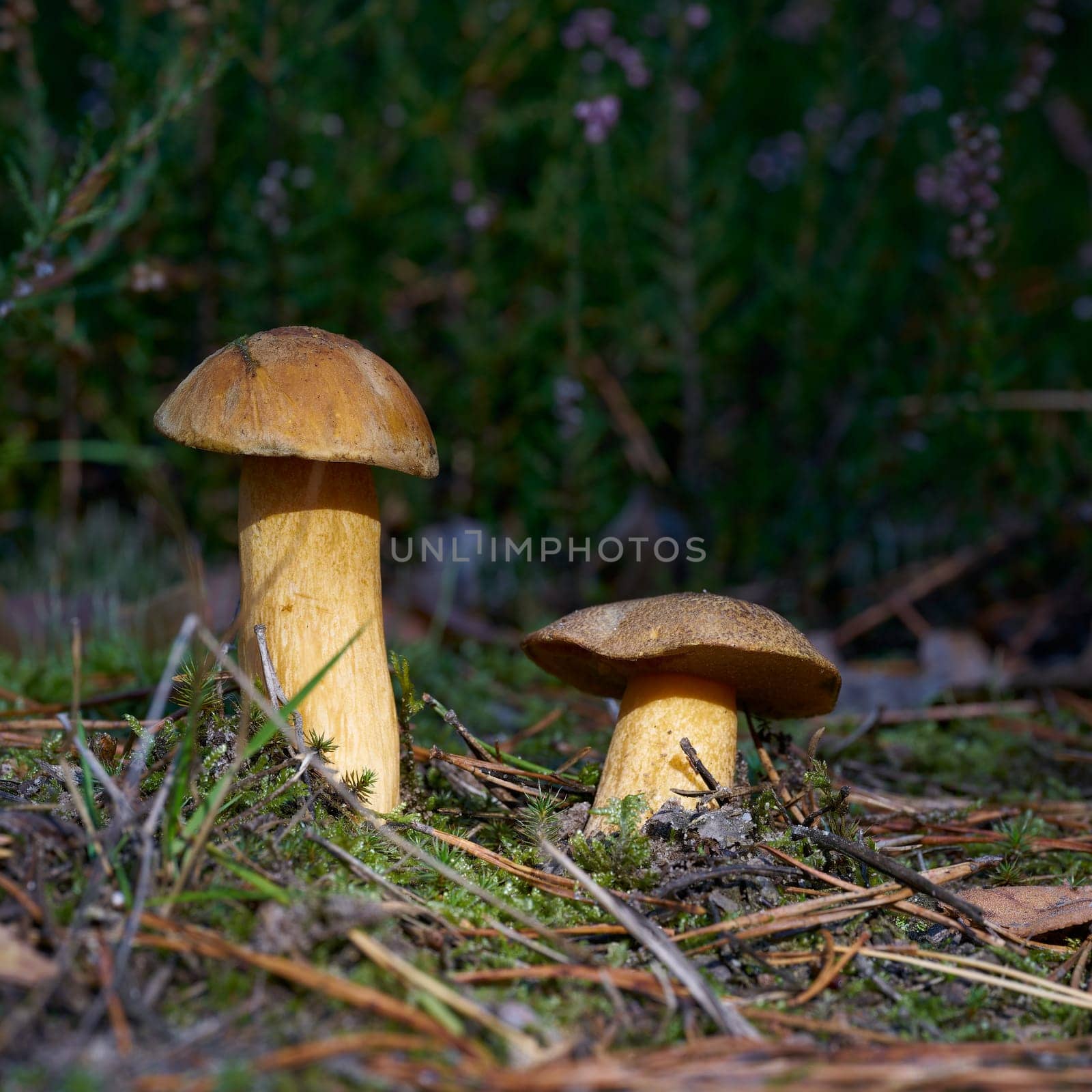 velvet bolete (Suillus variegatus) on the forest floor in autumn