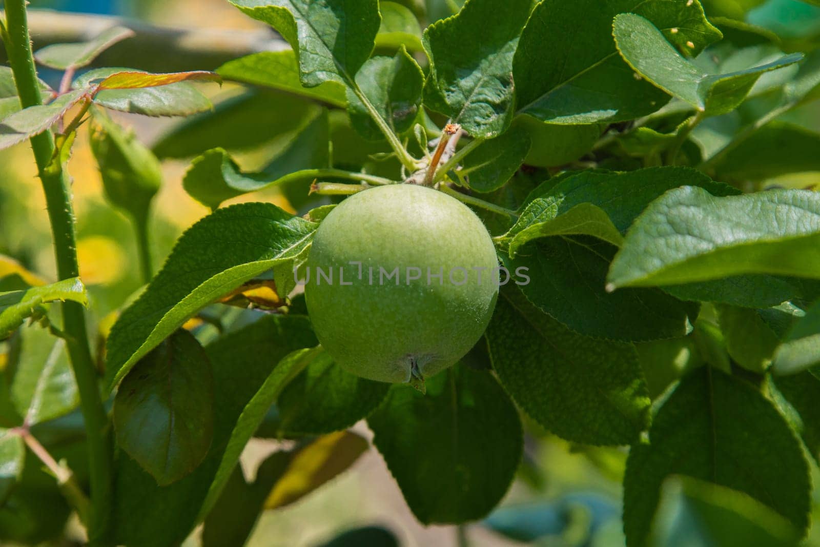 Green apples grow on a tree branch surrounded by foliage. High quality photo