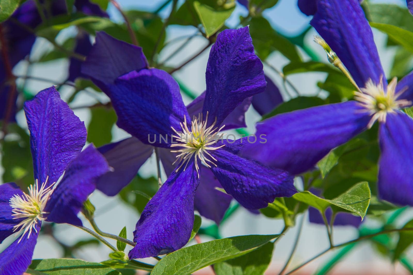 Purple Clementine flowers on a background of green leaves. High quality photo