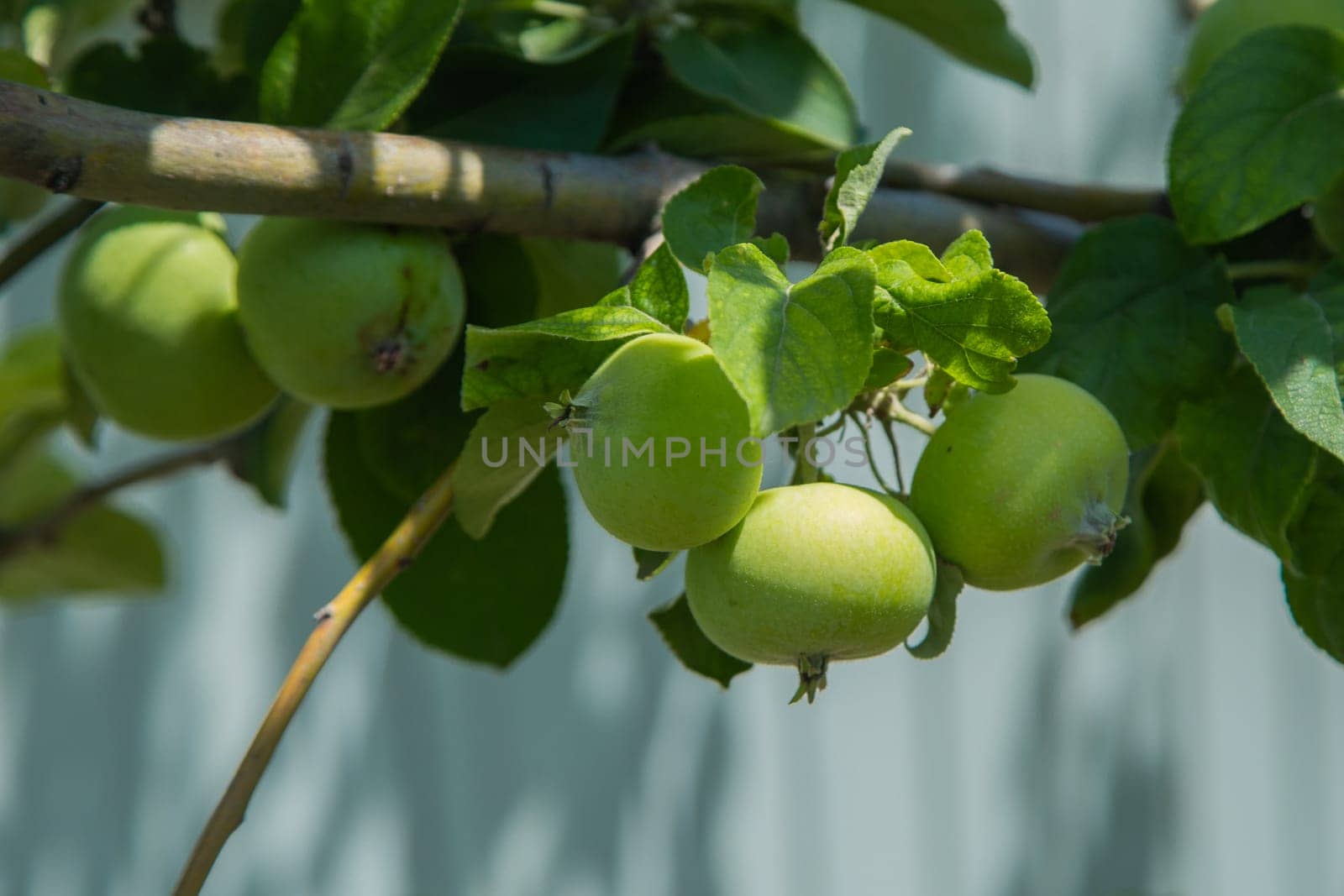 Green apples grow on a tree branch surrounded by foliage. High quality photo