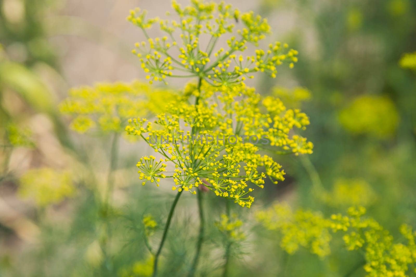 Dill flowers close up on a blurred background. High quality photo