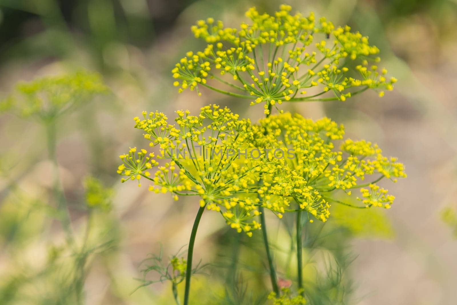 Dill flowers close up on a blurred background. High quality photo