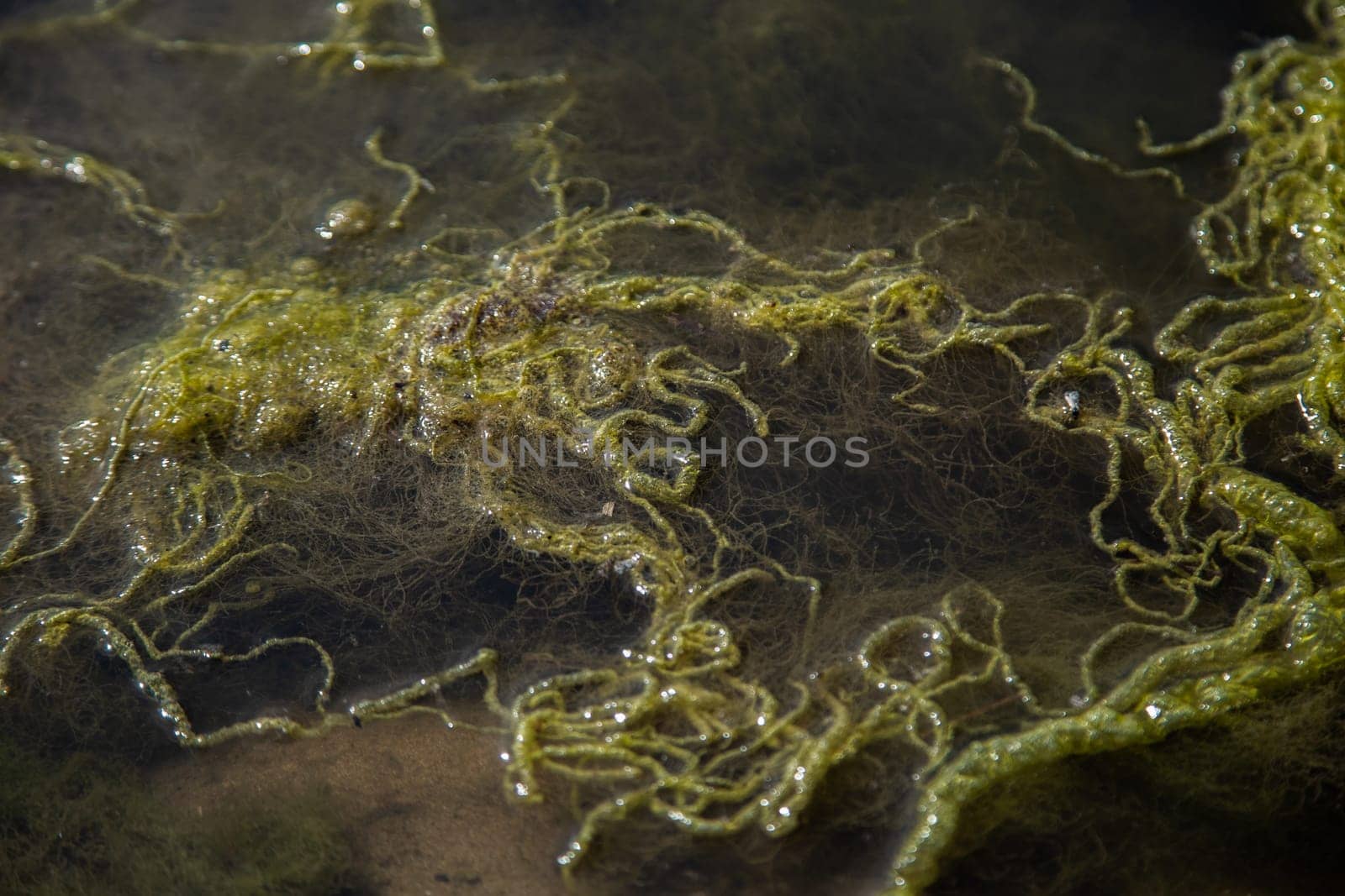 Ooze and seaweed float on the surface of the reservoir. High quality photo