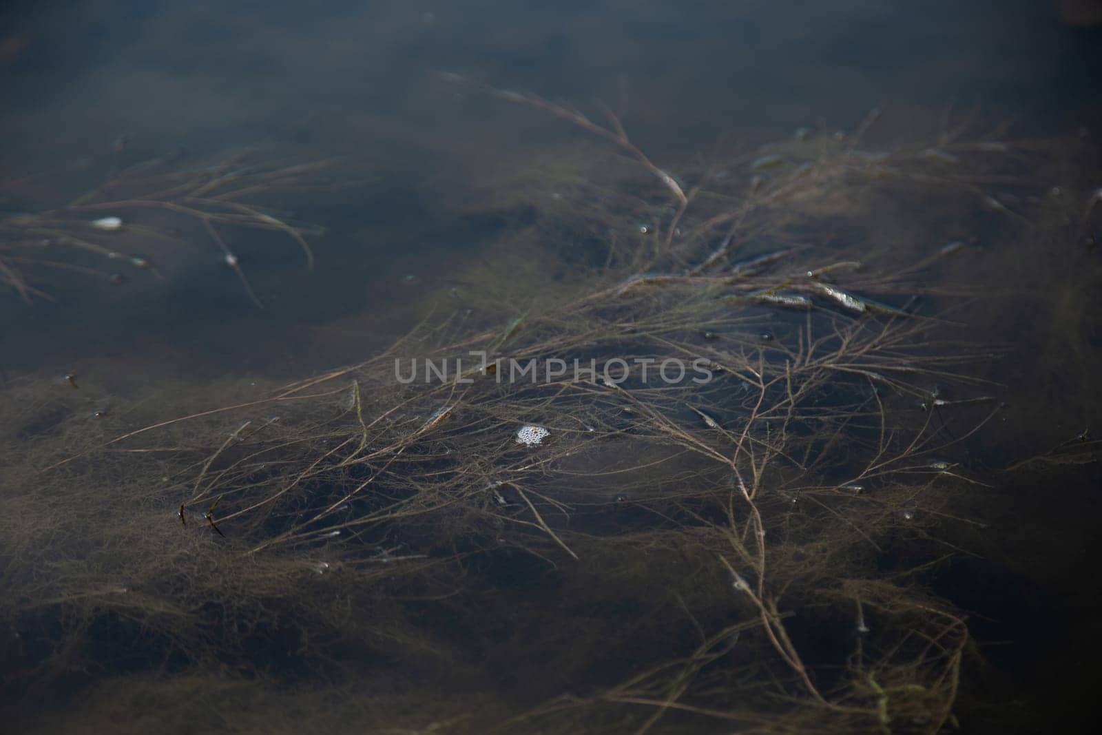 Ooze and seaweed float on the surface of the reservoir. High quality photo